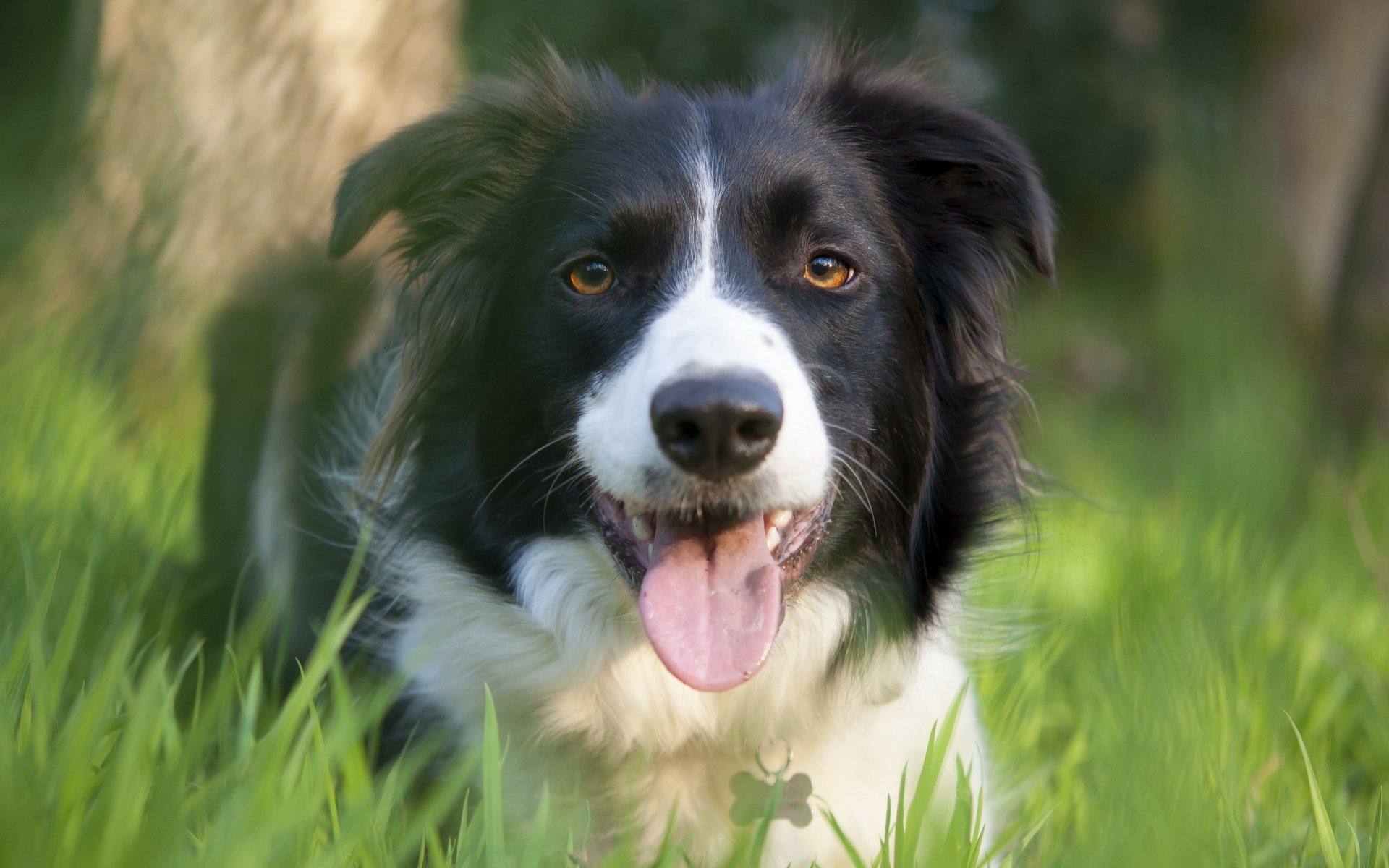 perro amigo naturaleza