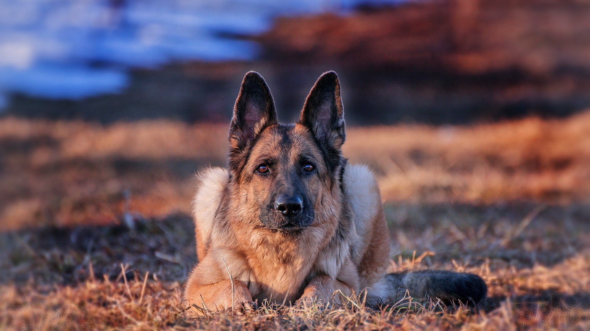 pastor alemán amigo mirada perro fondo