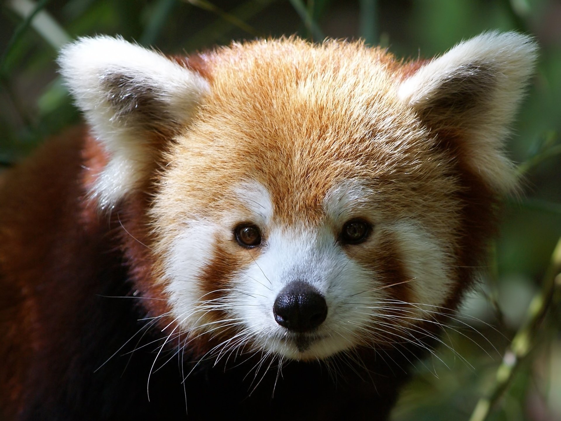 ailurus fulgens in firefox red panda muzzle