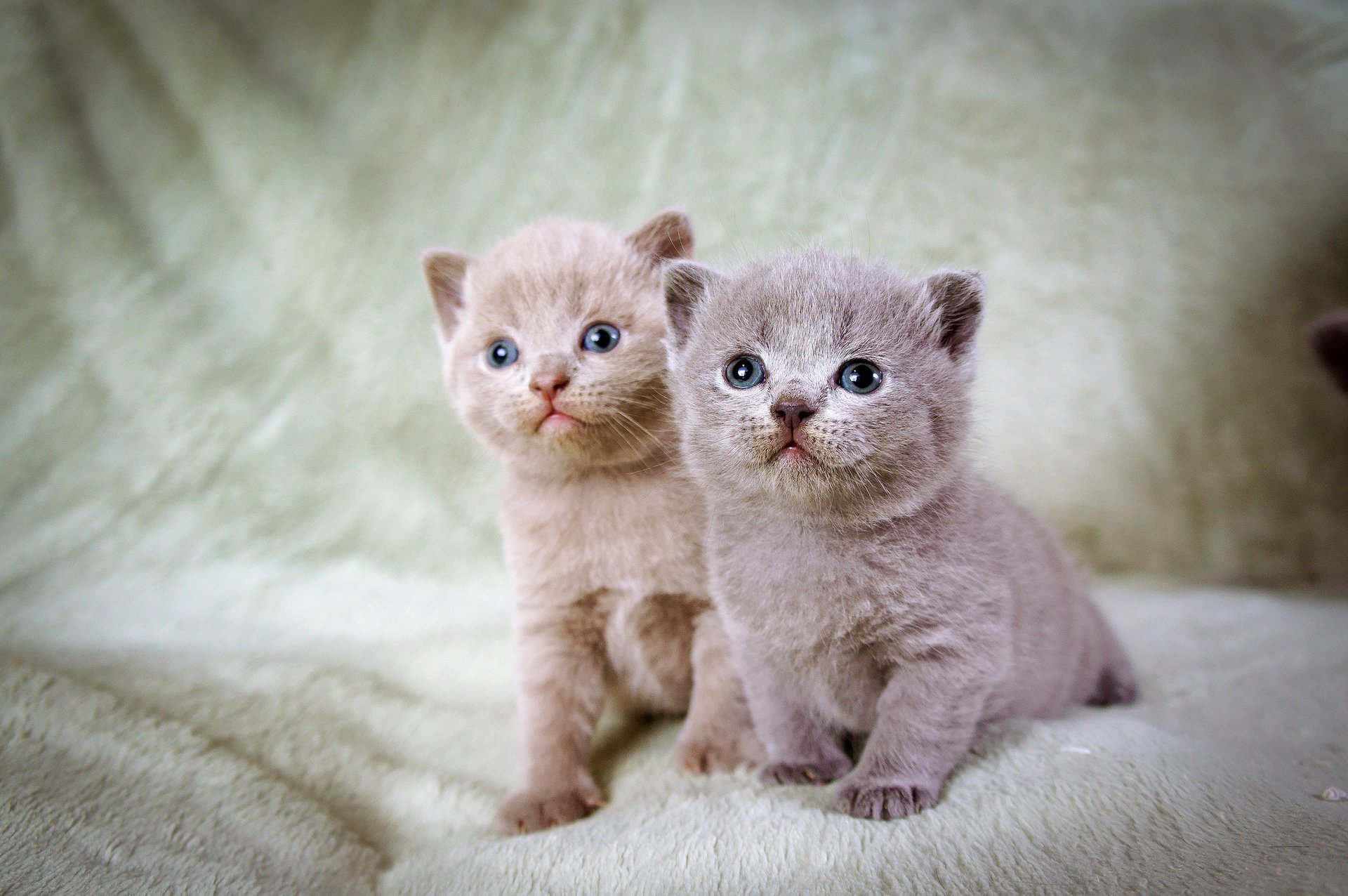 chatons yeux bleus deux gris