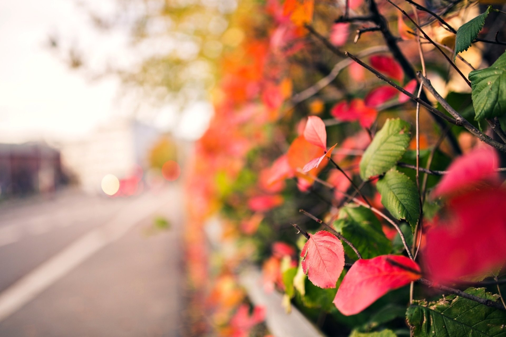 macro pink red leaves leaves leaflet