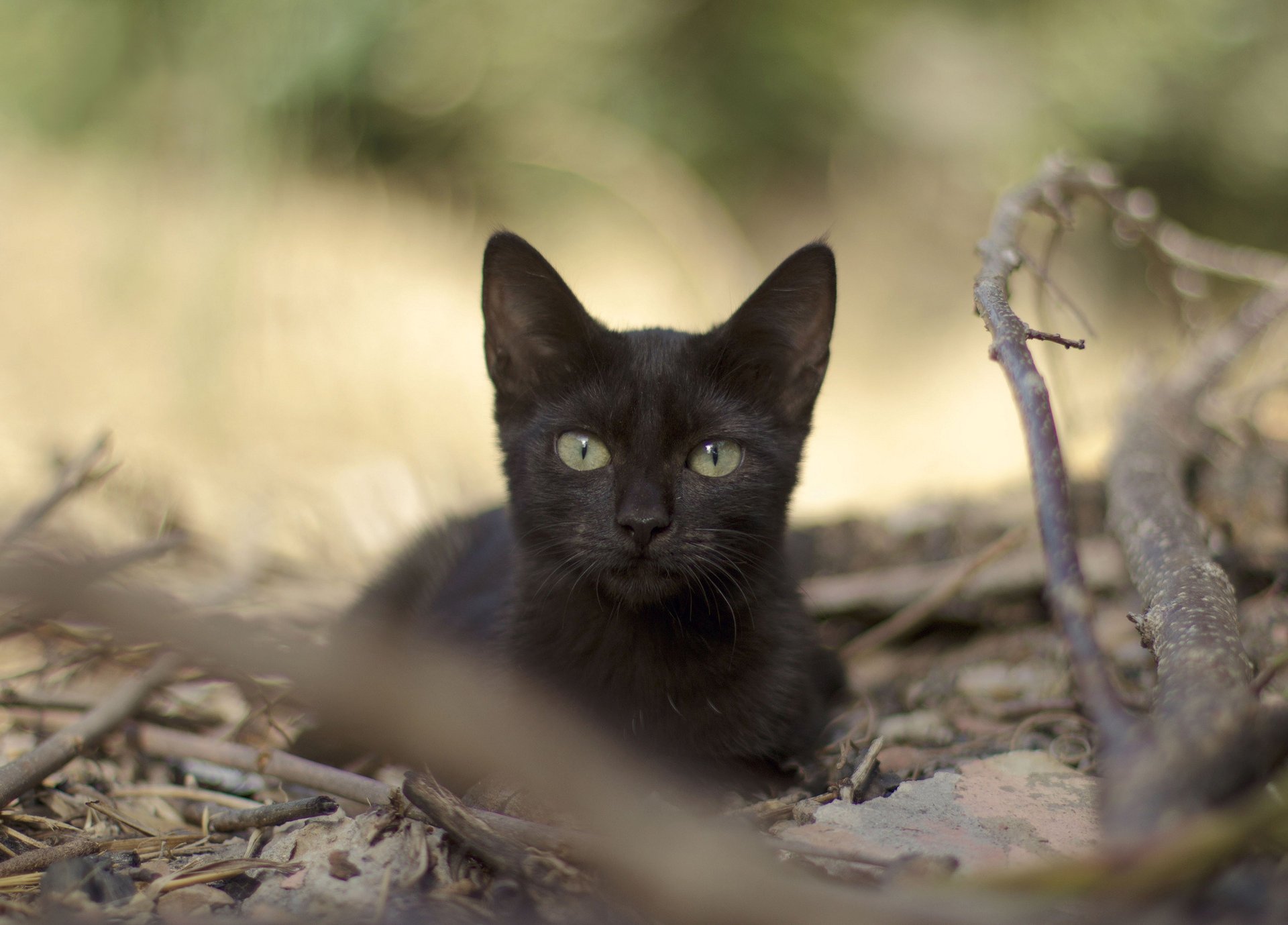 rami nero foglie gatto vista