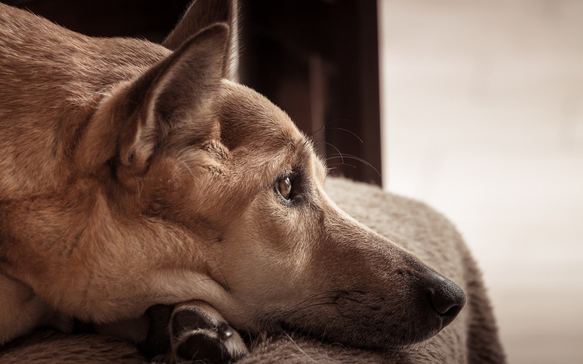 cane amico sguardo