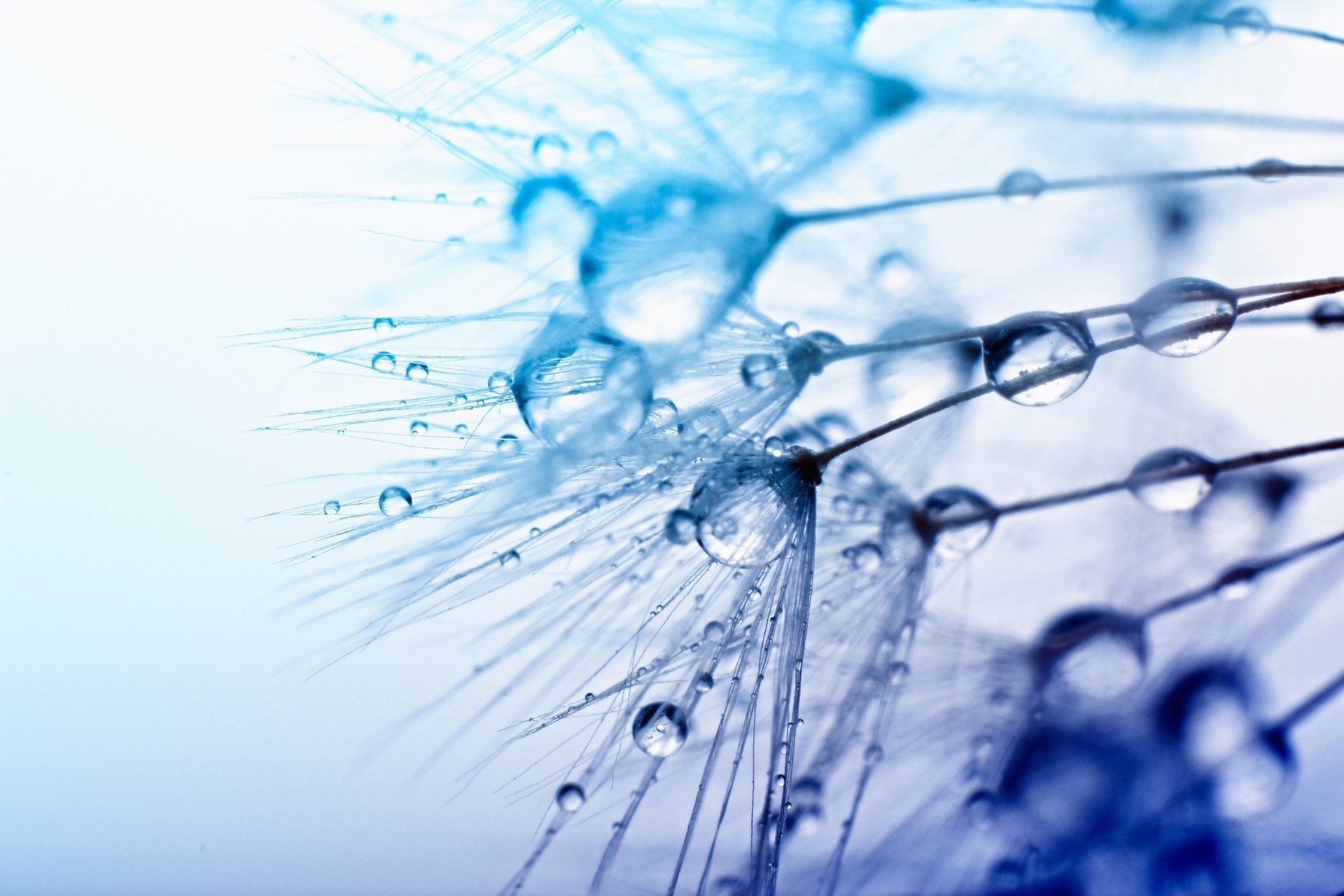 macro drops drop water rosa blue background plant