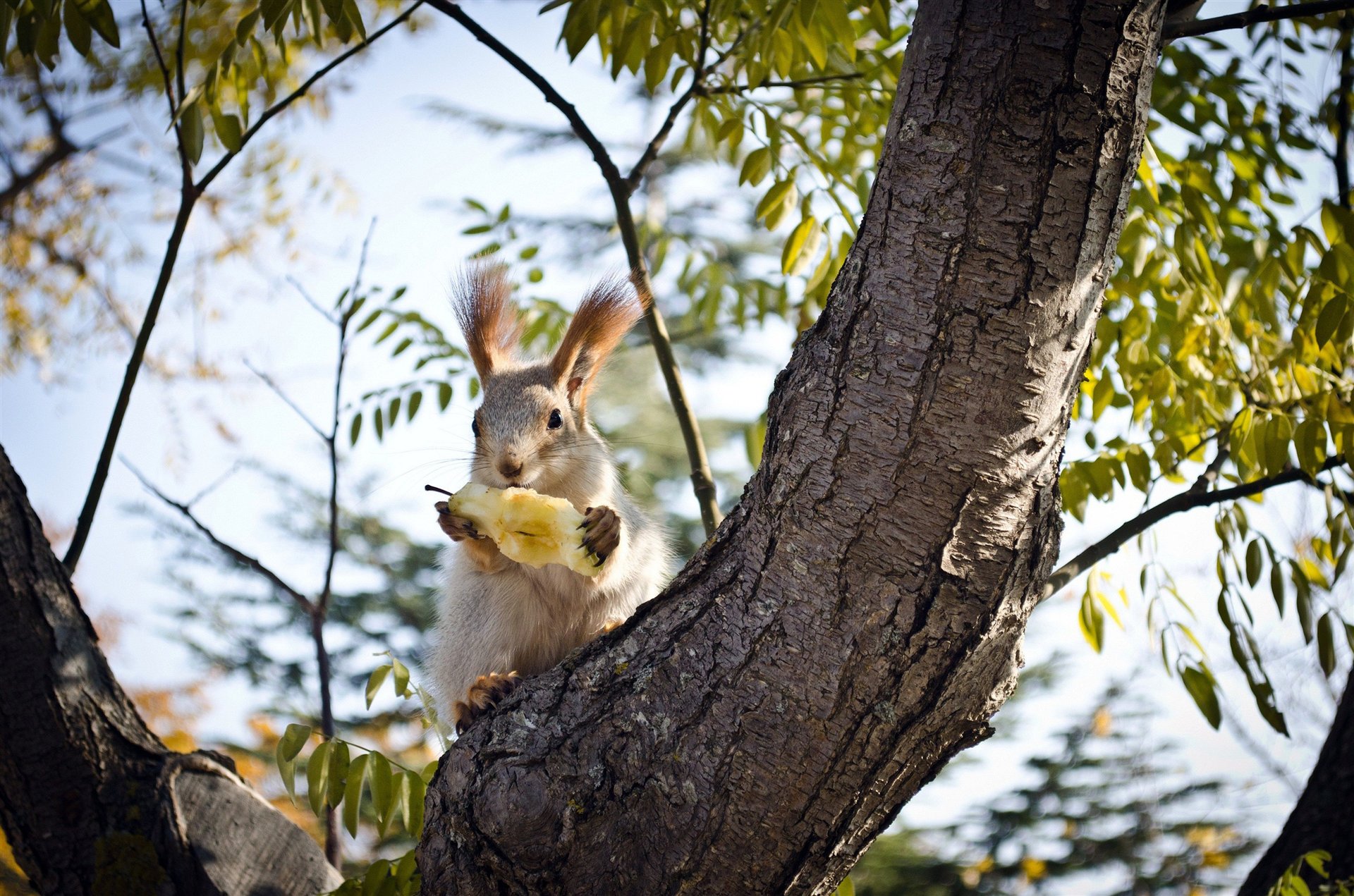 árbol comida pera orejas tronco ramas corteza ardilla patas