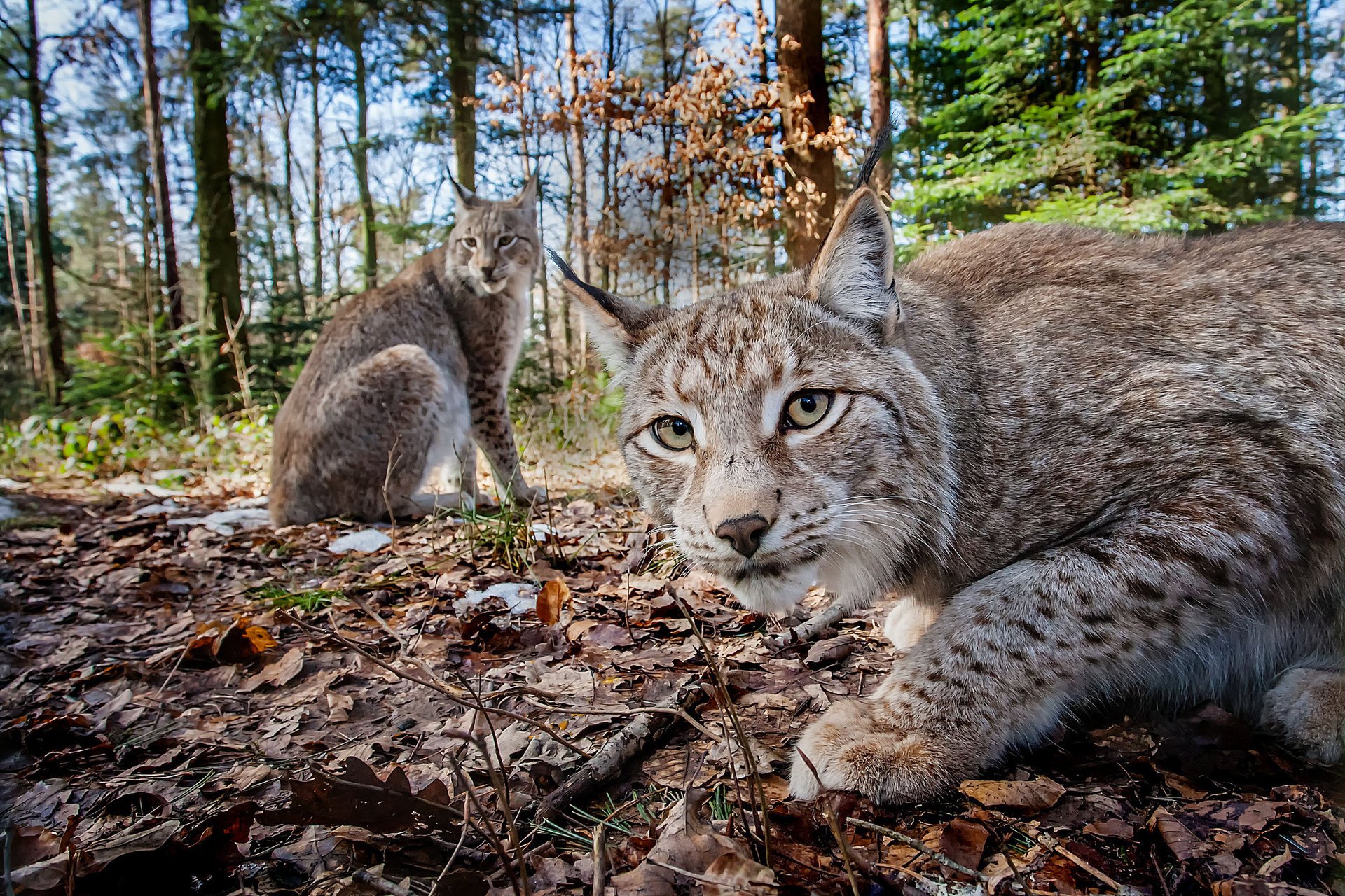 lince foresta foglie