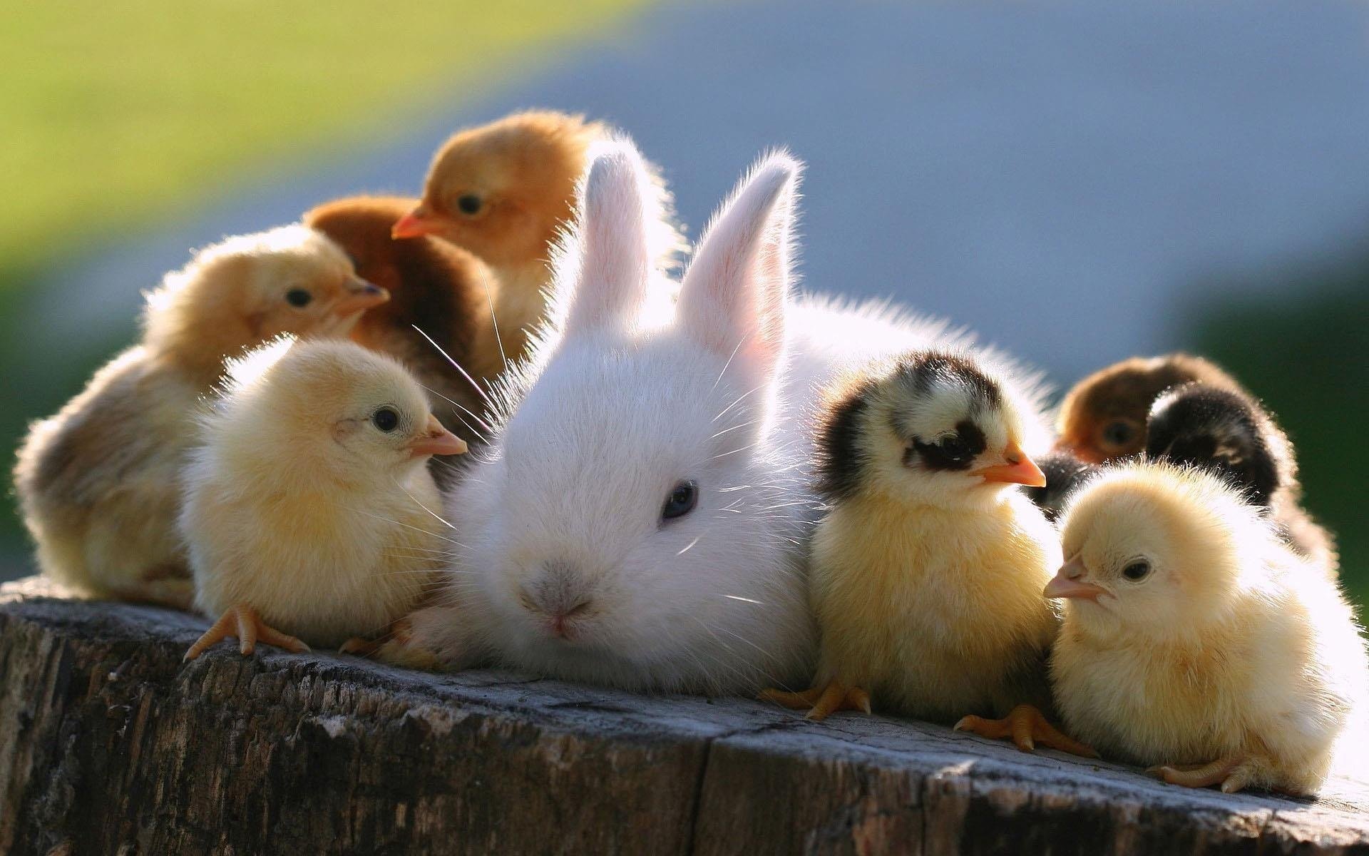 animales pollos pascua conejo