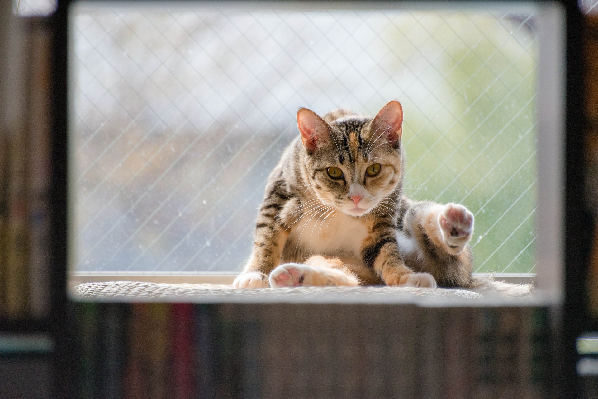 cat sitting sitting background window cat cat animal animal window