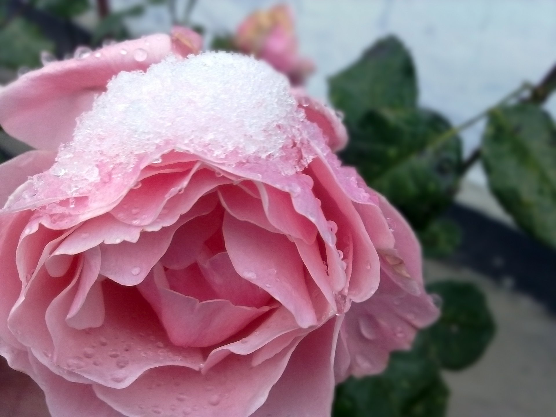 winter flowers snow nature rose