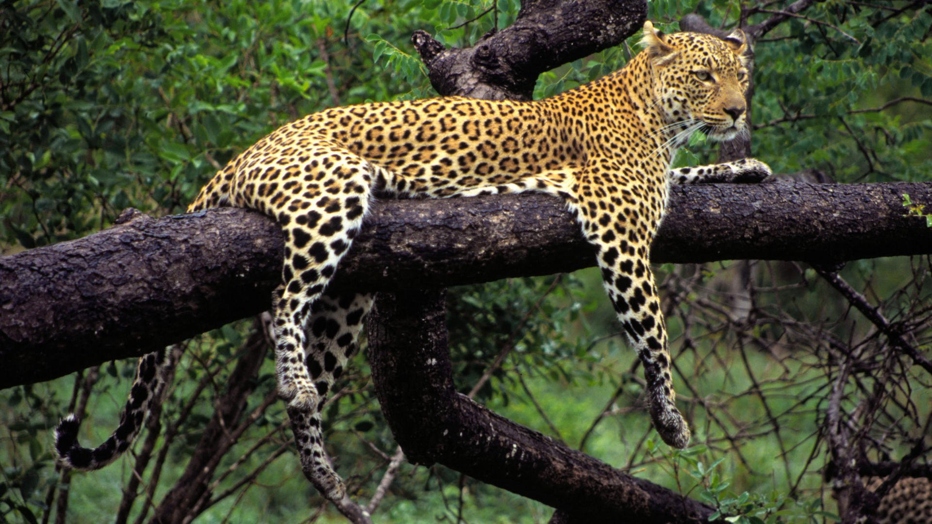 tier liegt baum leopard raubtier farbe pfoten