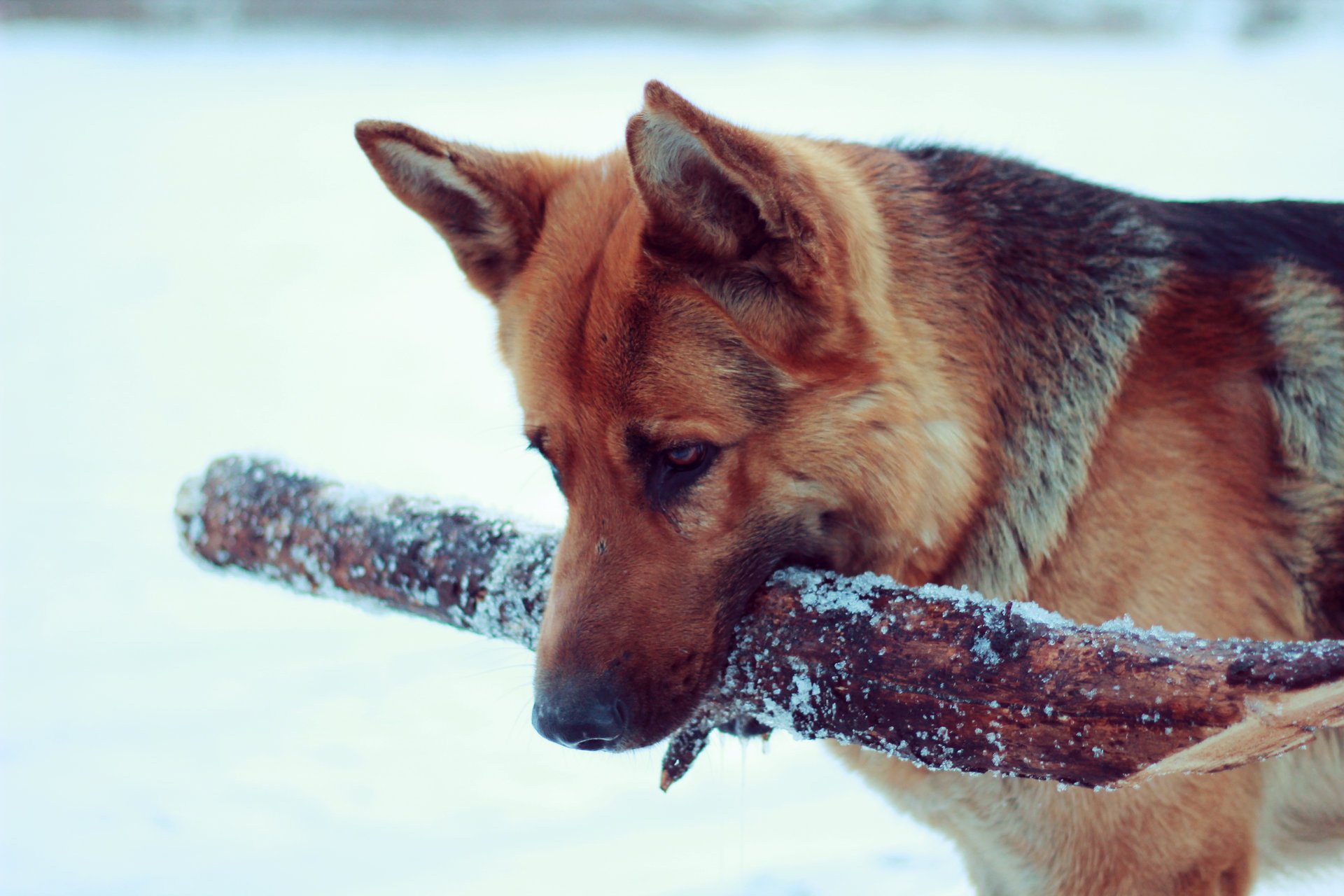 aport hund schäferhund schnee