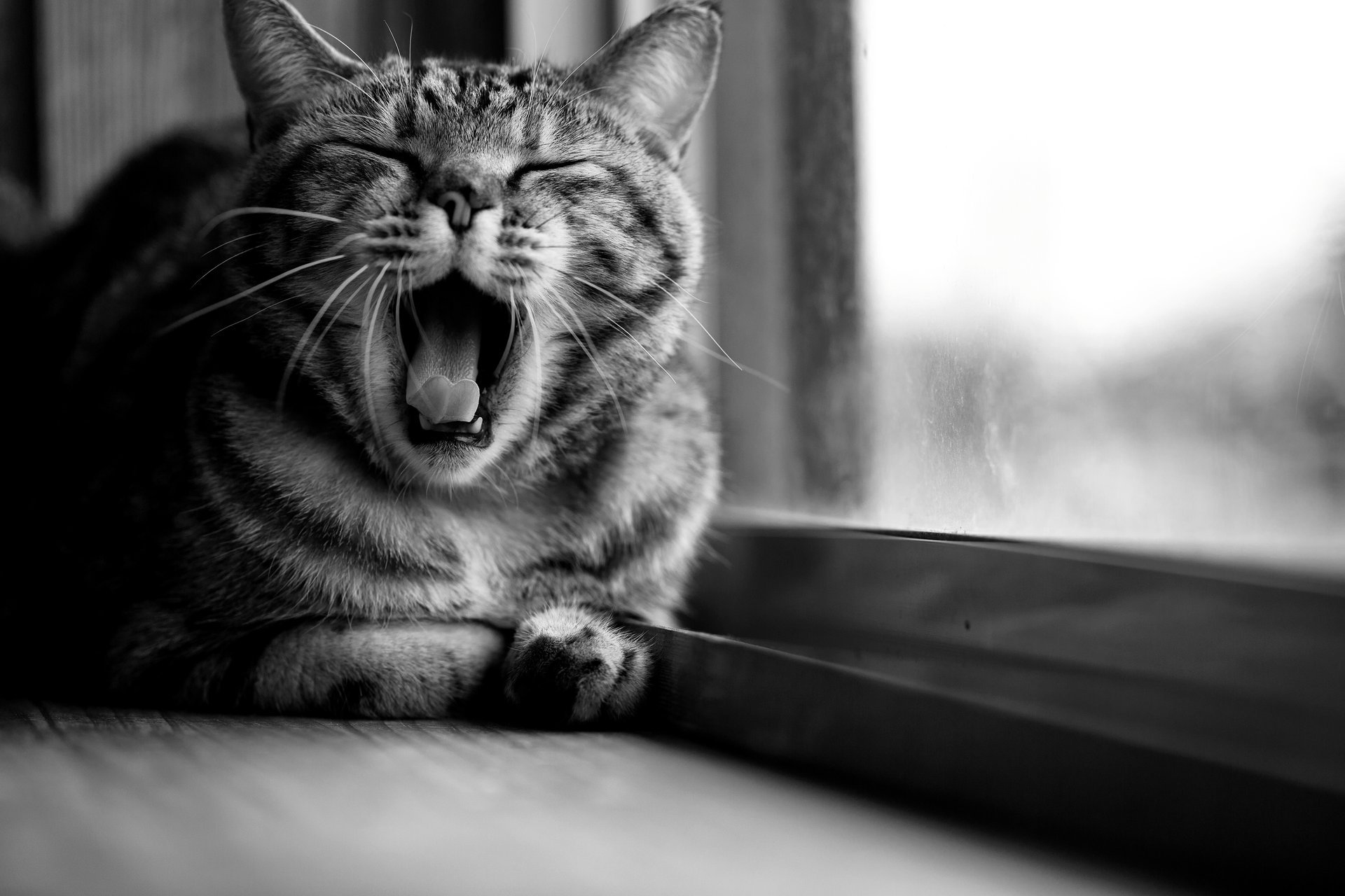 cat cat black and white window sitting striped yawning