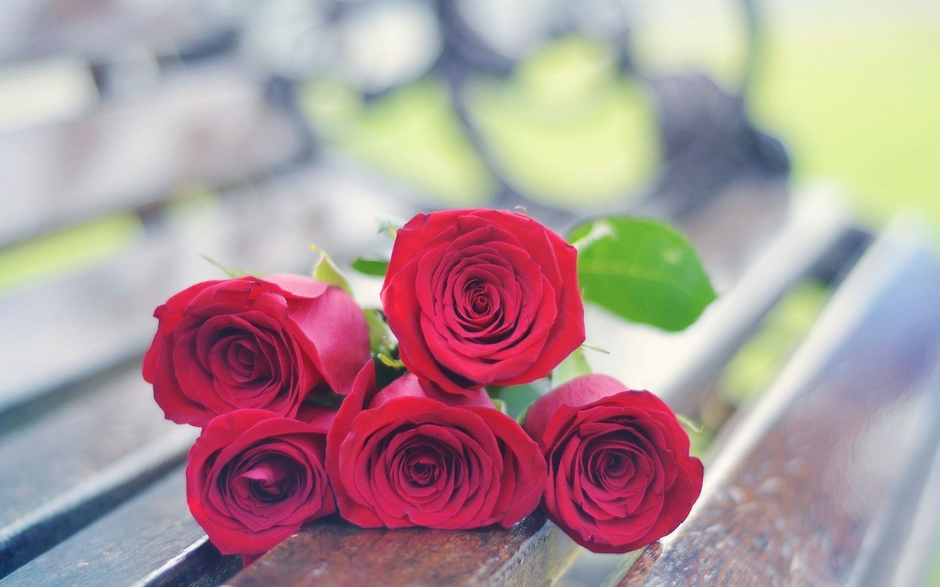 flowers rose roses red rose flowers flowers background wallpaper