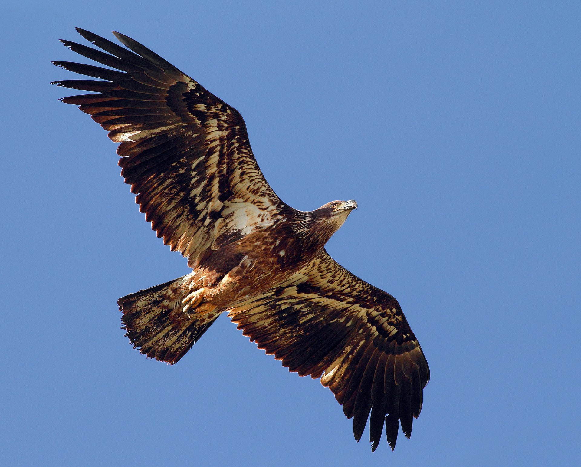 adler freiheit raubtier flügel vogel schwingen fliegen