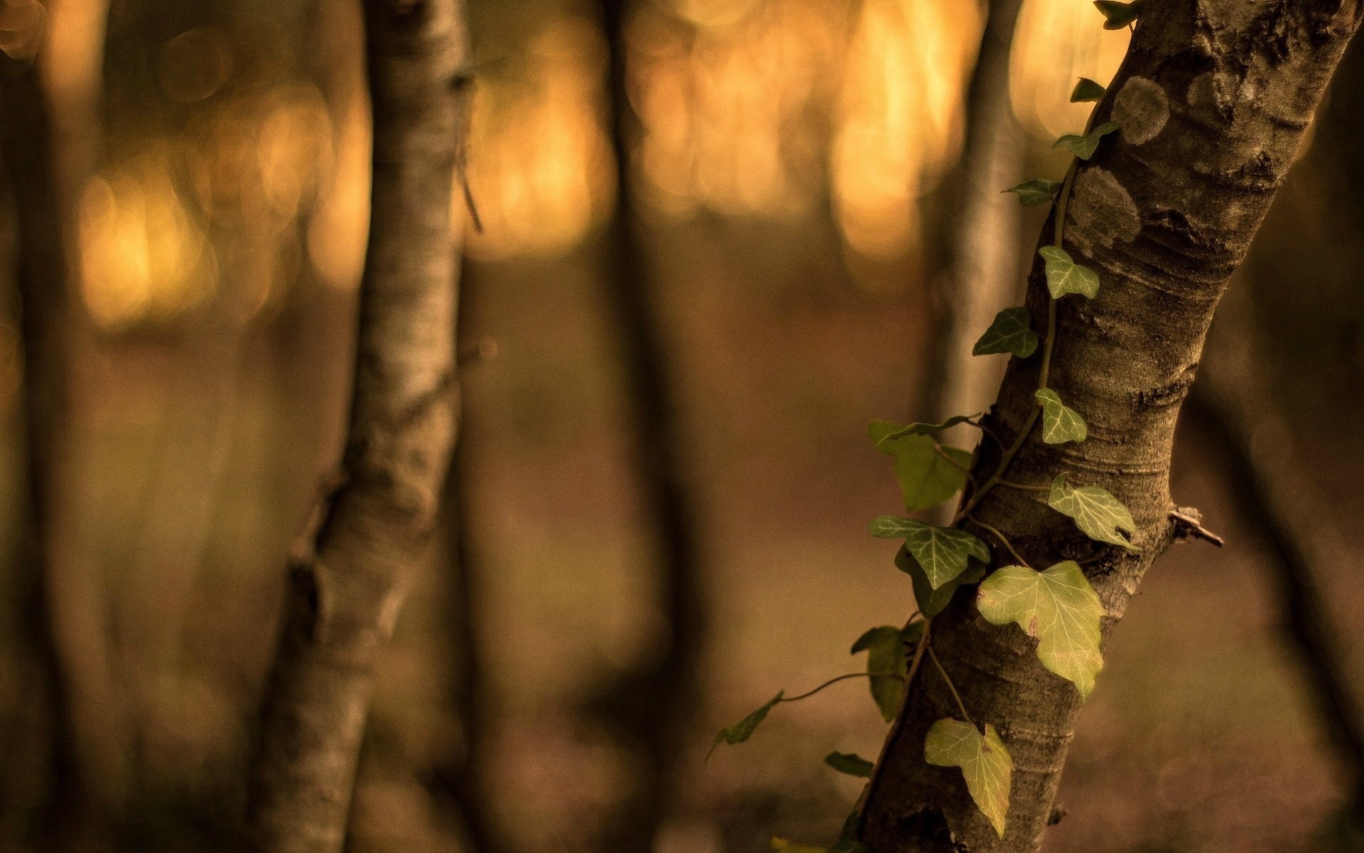 makro rinde blätter bäume grün baum blätter