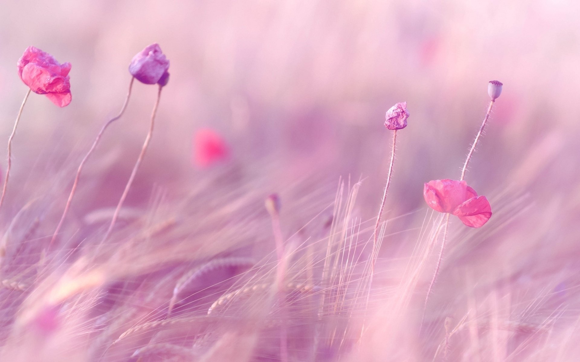 field ears flowers flowers pink wheat rye