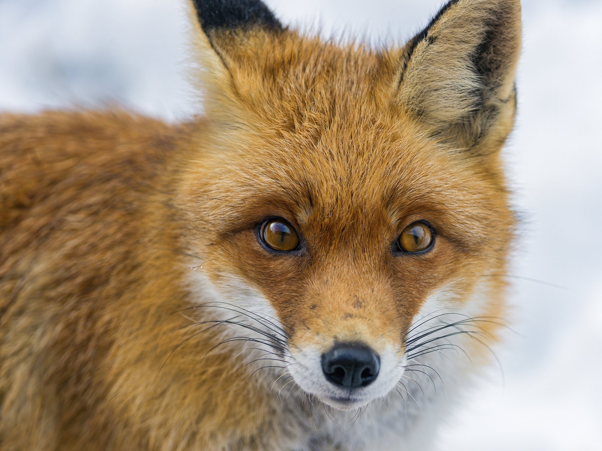 renard museau regard ctambako the jaguar renard