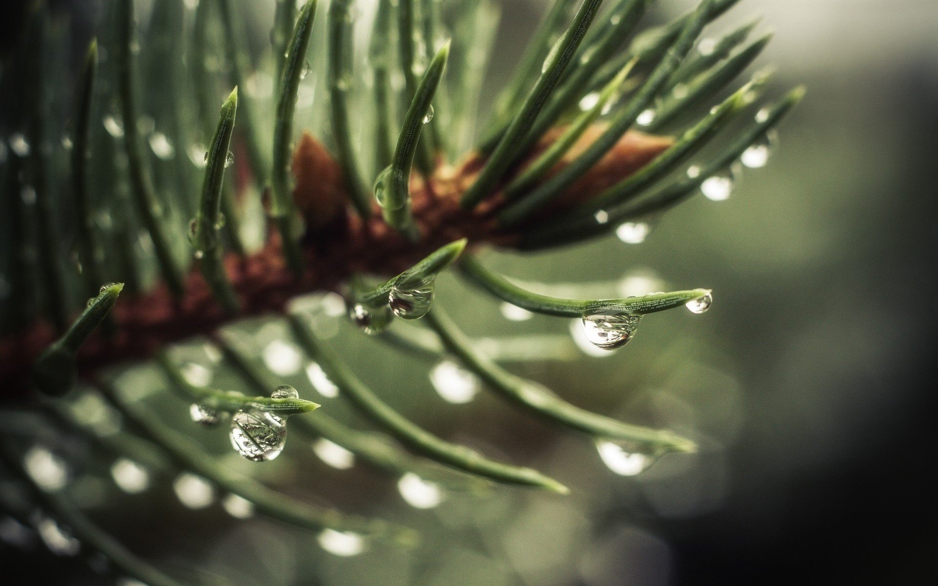 macro acqua albero di natale albero abete rosso goccia rugiada sfondo verde