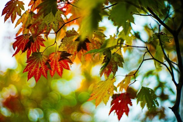 En la antesala del otoño y las hojas otoñales