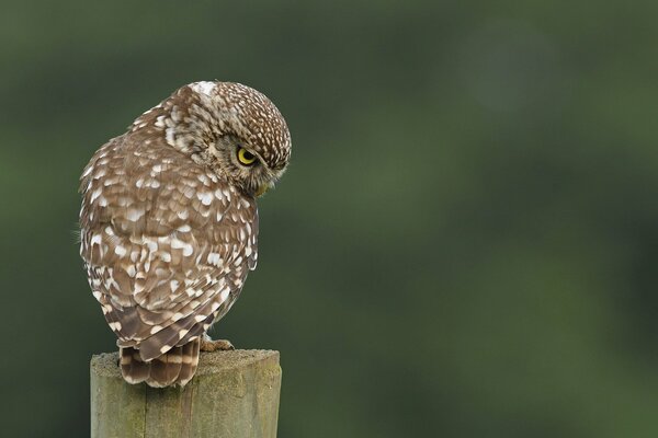 A formidable beautiful speckled owl