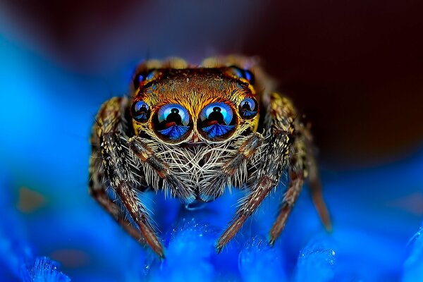 Niebieskie tło pająk skoczek eyed Jumper