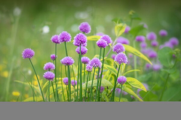 Lila Wildblumen und grünes Gras im Hochsommer