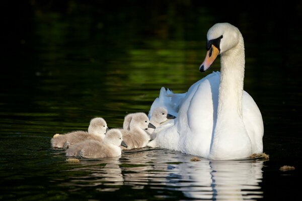 Mamma cigno che nuota nello stagno con i bambini