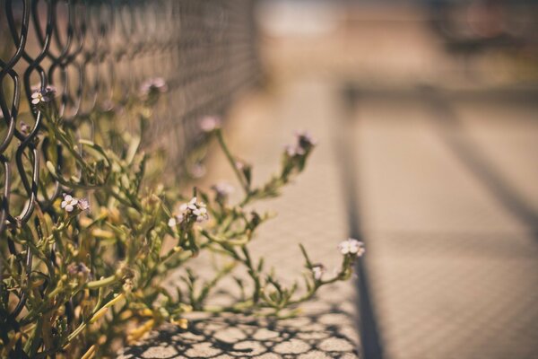 Flowers choosing from the fence of the grid