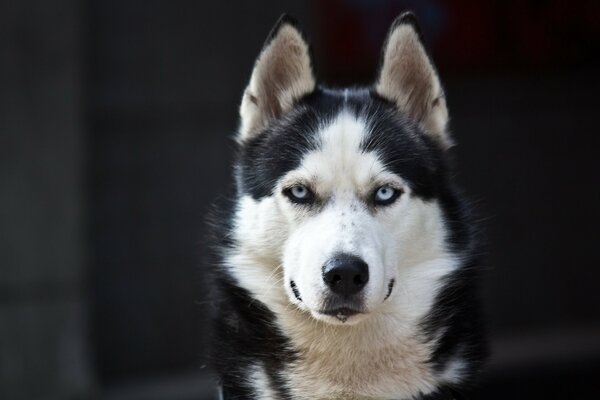 Bel husky con gli occhi azzurri