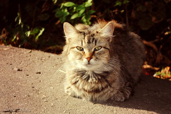 A big fluffy cat in the light