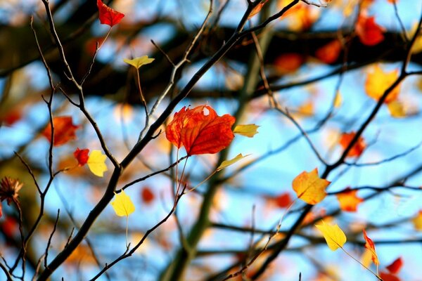 Herbststimmung der Blätter am Baum