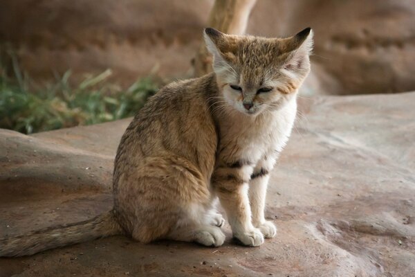 A wild cat sits squinting