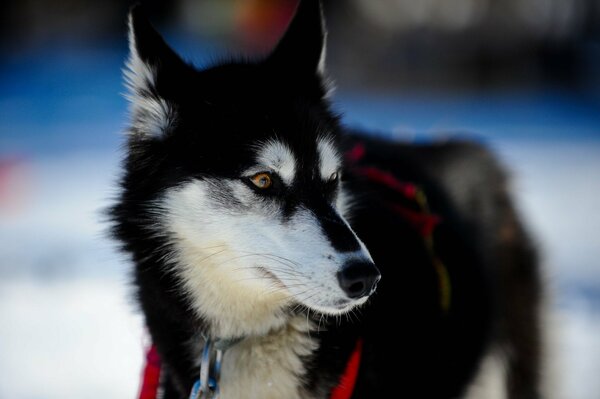 Black husky drives a wagon in winter