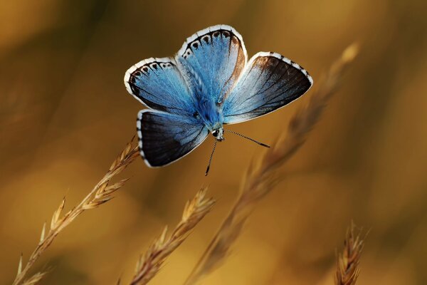 Mariposa azul en un campo de trigo