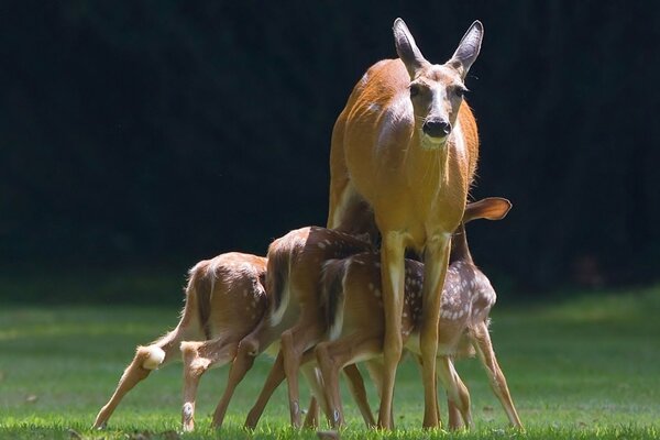 An adult doe feeds her fawns