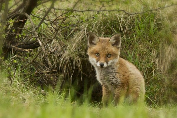 Un pequeño gusano asustado en el bosque