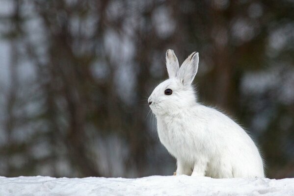 Schöner weißer Hase im Winter auf verschwommenem Hintergrund