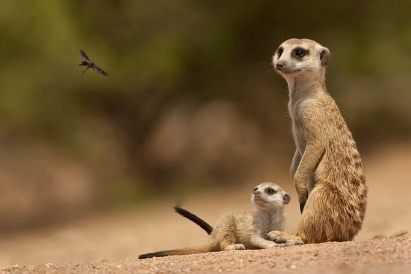 Two meerkats in the steppe look at an insect