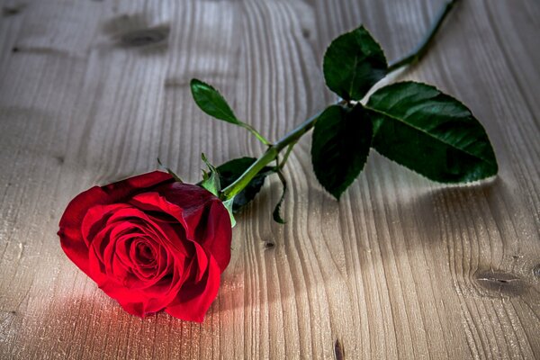 Una rosa con hojas en la foto