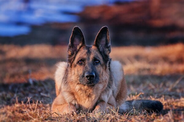 The German Shepherd is man s best friend