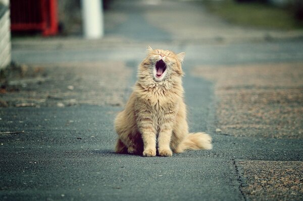 A red-haired cat yawns sitting on the asphalt