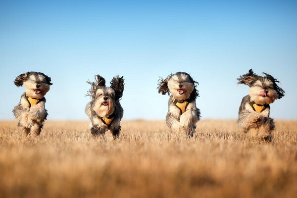 Four friends running across the steppe