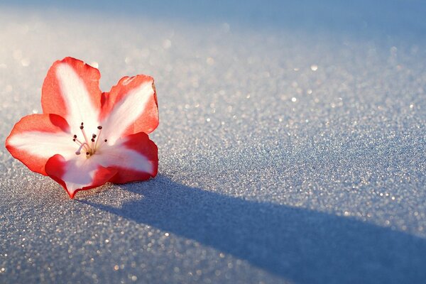The shadow of a pink azalea on silver snow