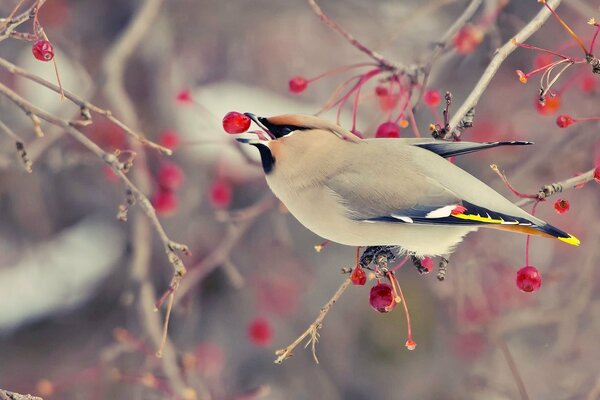 Ein Vogel auf einem Ast pickt Beeren