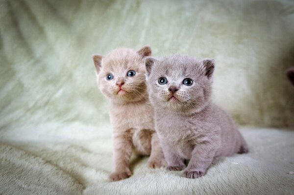 Little blue-eyed kittens on a blanket