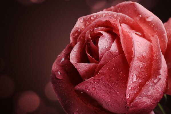 Dew drops on a pink flower close-up