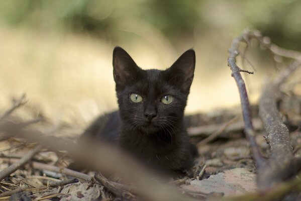 A black young cat is sitting on the branches