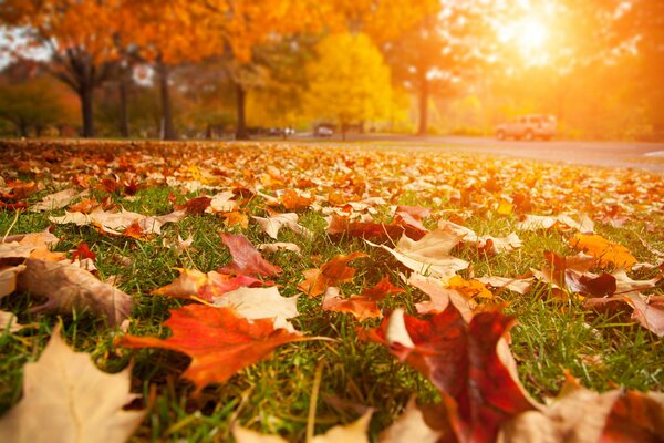 Красивый осенний пейзаж с опавшей листвой