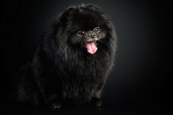 Schwarzer flauschiger Hund auf schwarzem Hintergrund