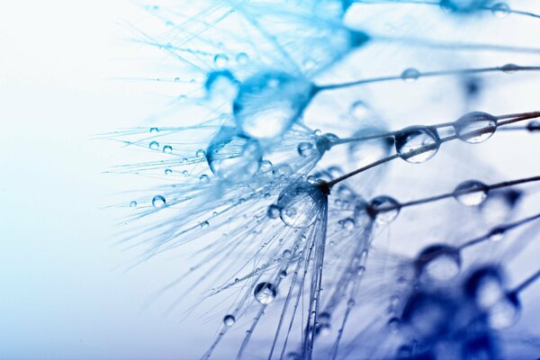 Water drops on dandelion umbrellas